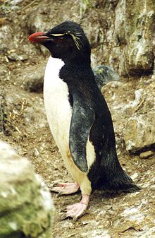 Adult klipphopparpingvin på Falklandsöarna