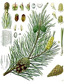 Tall (Pinus sylvestris)