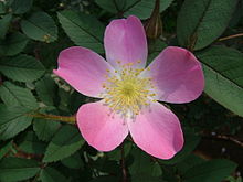 Rosa glauca flower.jpg