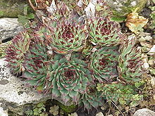 Sempervivum calcareum1.jpg