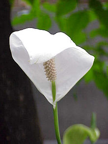 Jättefredskalla (Spathiphyllum cochlearispathum)