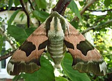 Lime hawk moth.jpg