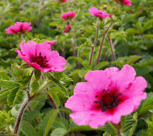 Indisk fingerört (Potentilla nepalensis)