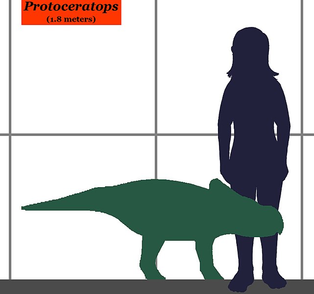 Fil:Protoceratops-human size.JPG