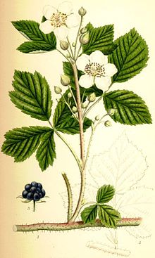 Rubus caesius blåhallon.jpg