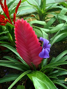 Blå tillandsia (B. cyanea)