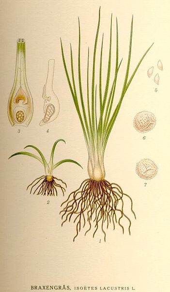 Fil:Isoetes lacustris nf.jpg