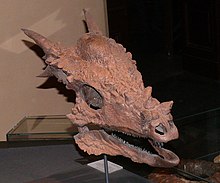 skalle av Stygimoloch spinifer (Museum für Naturkunde, Berlin)
