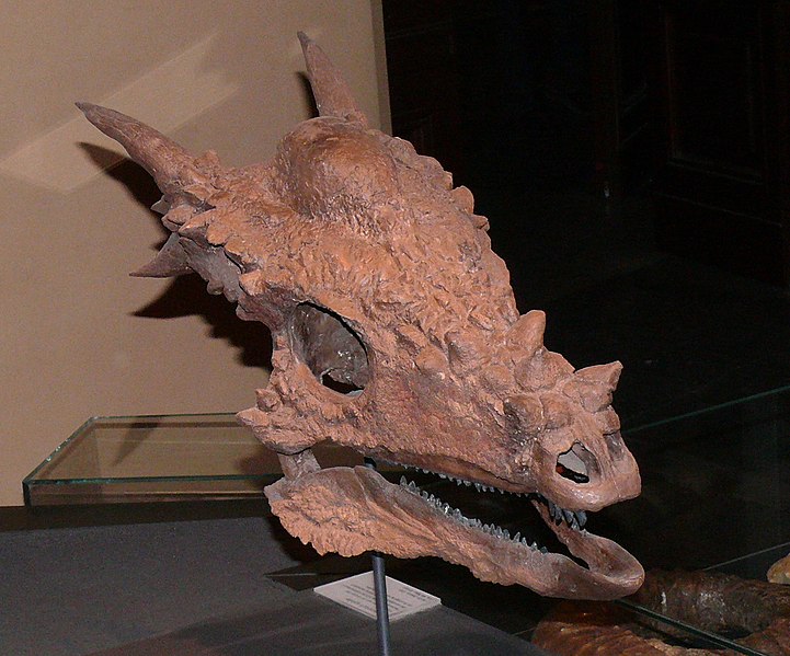 Fil:Stygimoloch spinifer.jpg