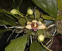 Rosenbifrenaria (B. harrisoniae)