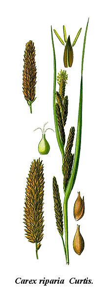 Fil:Cleaned-Illustration Carex riparia.jpg