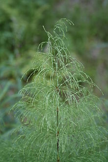 Equisetum sylvaticum2.jpg