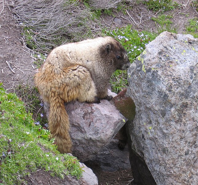 Fil:Hoary marmot2.jpg