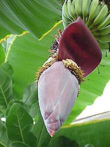 Ädelbanan (Musa acuminata)