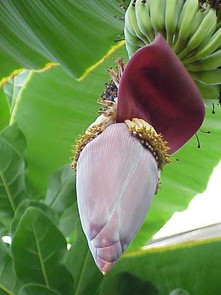 Ädelbanan (Musa acuminata)