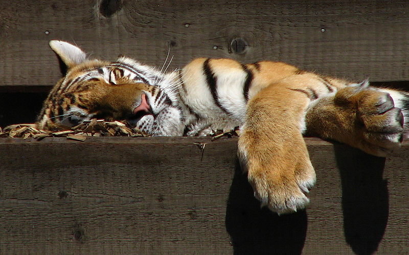 Fil:Panthera tigris altaica.jpeg