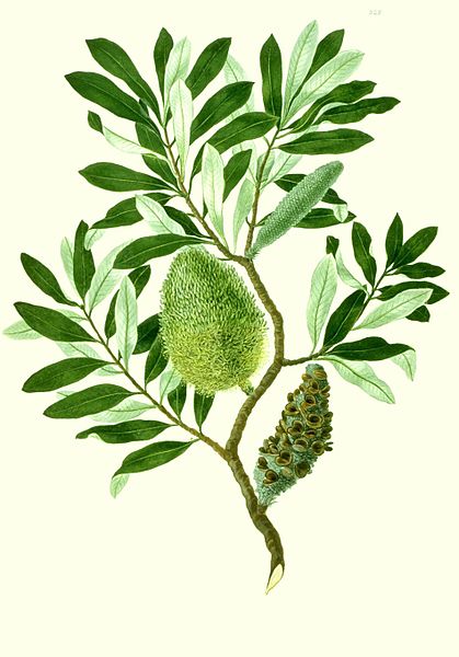 Fil:Banksia integrifolia watercolour from Banks' Florilegium.jpg