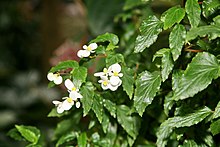 Begonia acutifolia3073316230.jpg