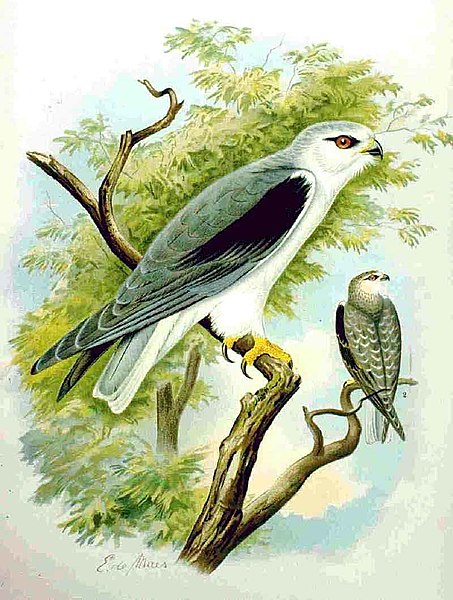 Fil:Black-winged Kite NAUMANN.jpg