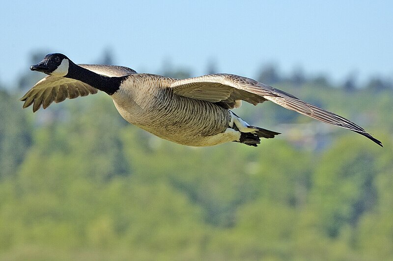 Fil:Canada goose flight - natures pics.jpg