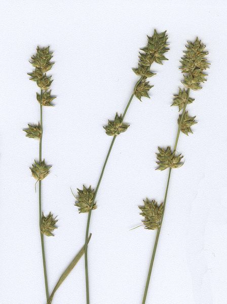 Fil:Carex guestphalica Fruchtstand a.jpg