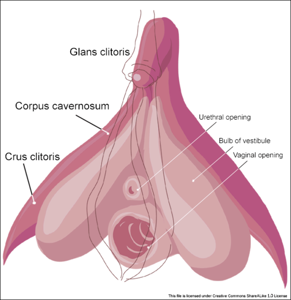 Fil:Clitoris inner anatomy.gif