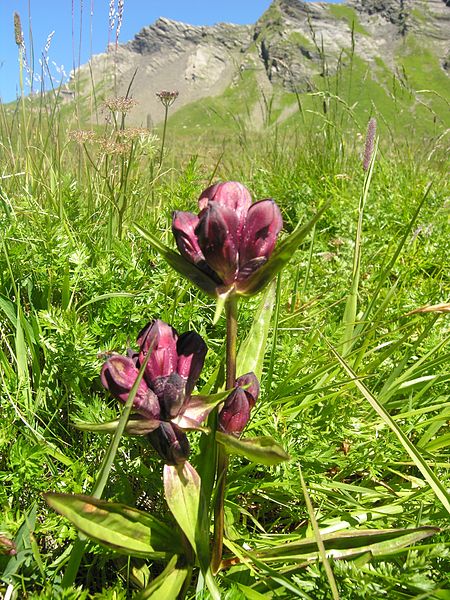 Fil:Gentiana purpurea Swiss.jpg