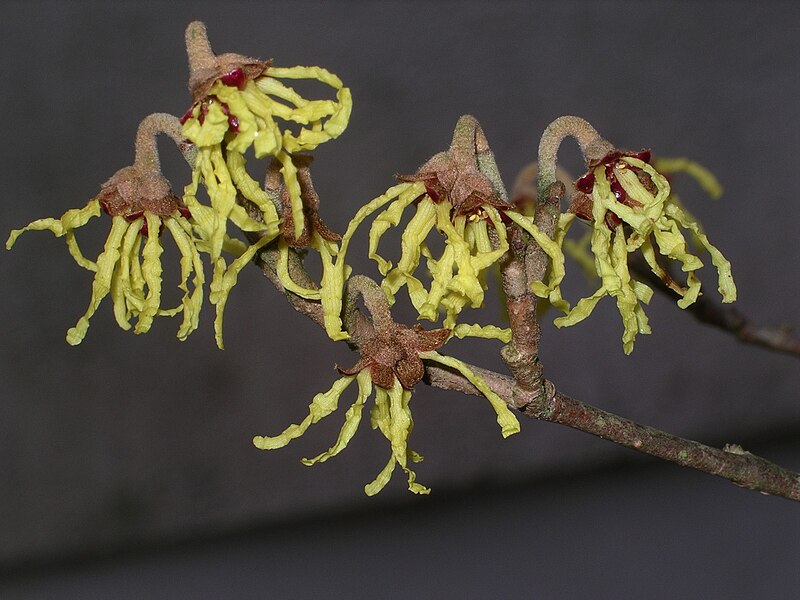 Fil:Hamamelis flowers.jpg