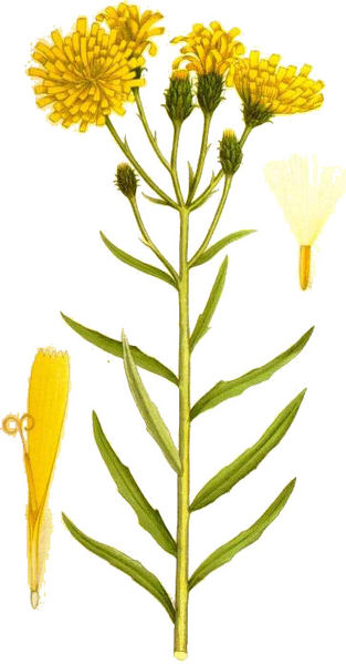 Fil:Hieracium umbellatum flockfibbla.jpg