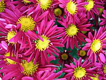 Krysantemum (Chrysanthemum ×sinense)