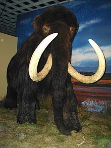 Mammut, rekonstruktion