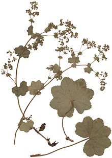 Torkad växt i herbarium (bleknade färger)