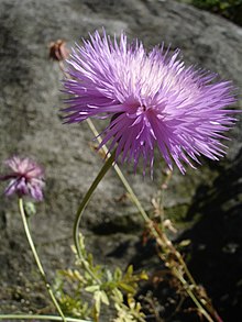 Doftklint (A. moschata)