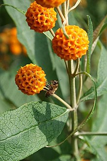 Buddleja matico recht.JPG