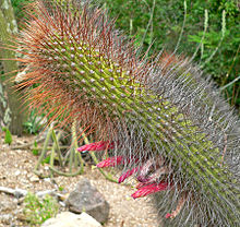 Cleistocactus buchtienii 2.jpg