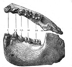 Käke från Dryopithecus fontani