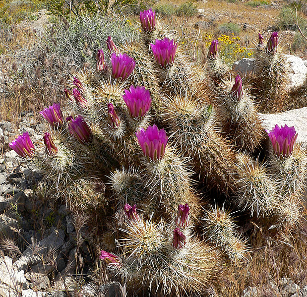 Fil:Echinocereus engelmannii 8.jpg