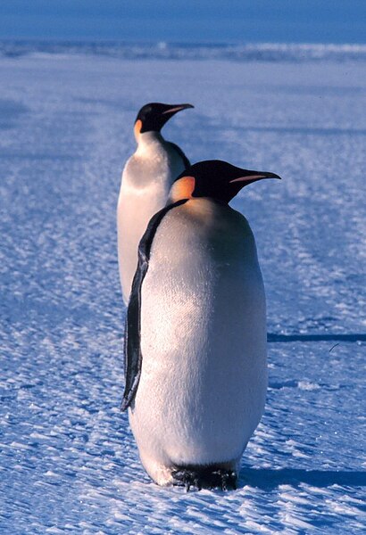 Fil:Emperor penguin.jpg