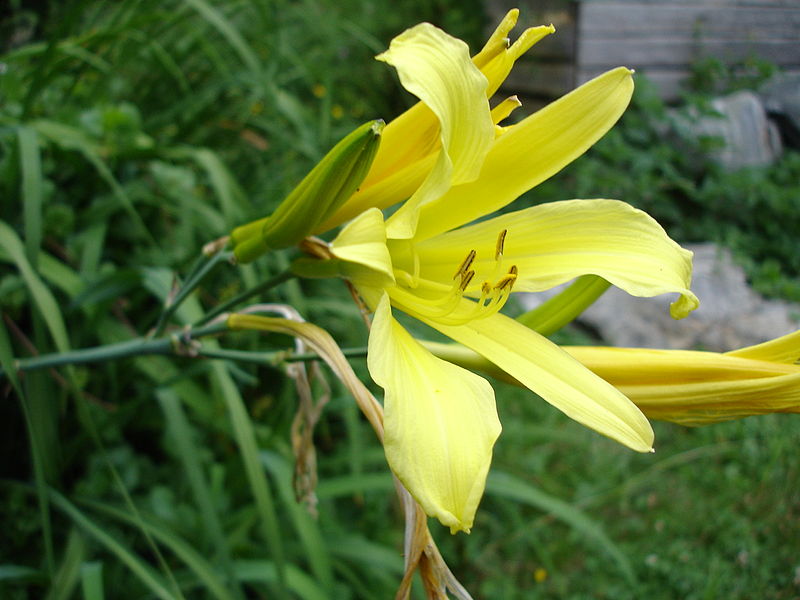 Fil:Hemerocallis citrina1UME.JPG