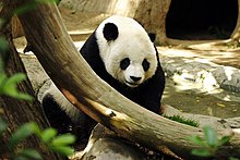 Lightmatter panda.jpg