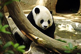 Tio procent av Kinas fria jättepandor finns i Wolongs naturreservat i Wenchuan.
