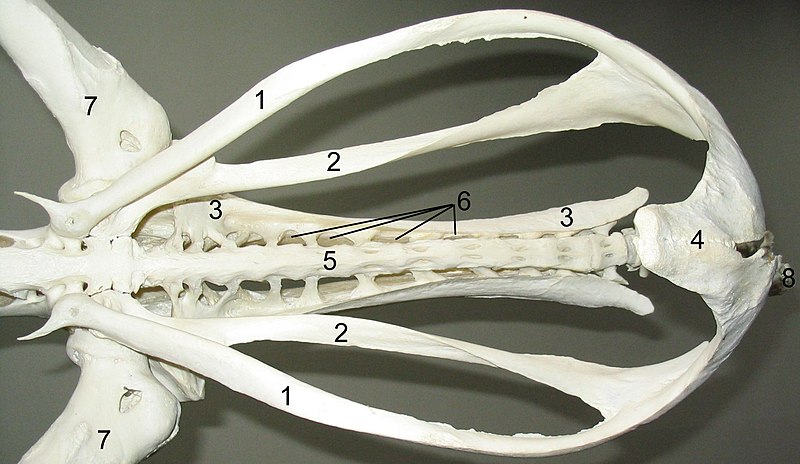 Fil:Pelvis ostrich ventralview.jpg