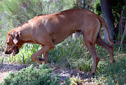 Ridgeback on trail.jpg