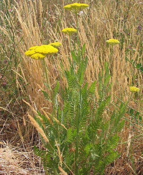 Fil:Achillea filipendula habito1.jpg