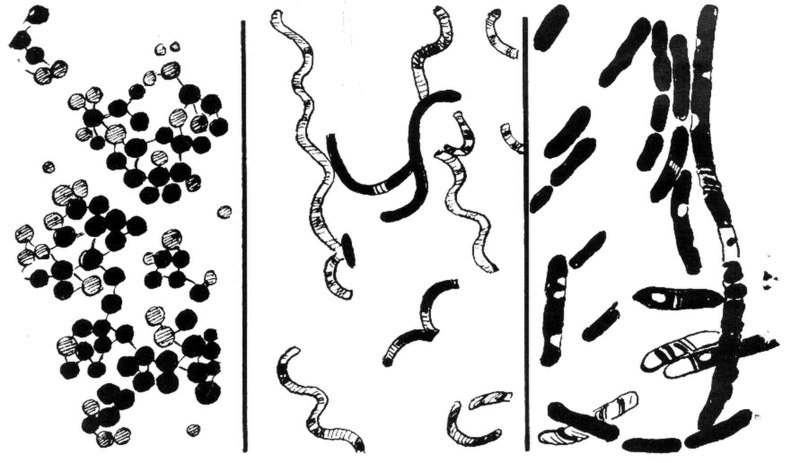 Fil:Bacteria (PSF).jpg