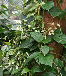 Begonia glabra Habitus.jpg