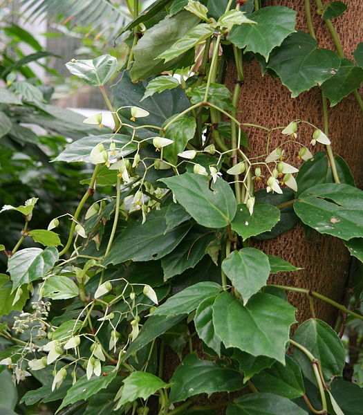 Fil:Begonia glabra Habitus.jpg