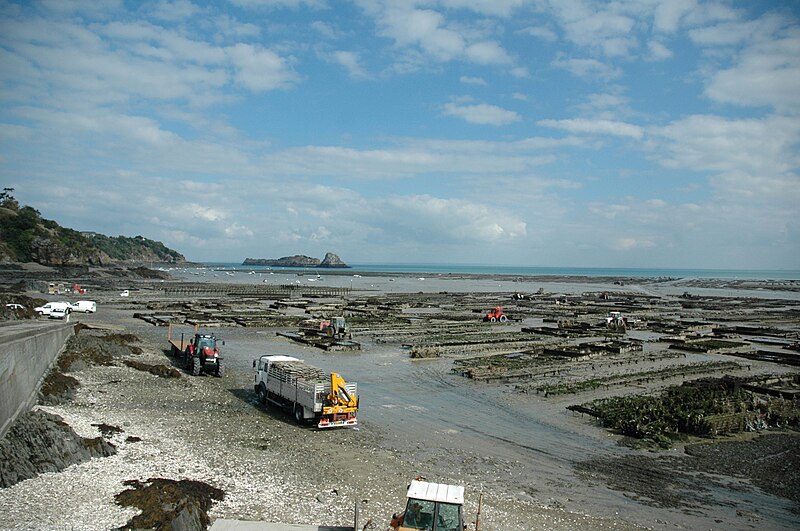 Fil:France Oyster Harvest bordercropped.jpg