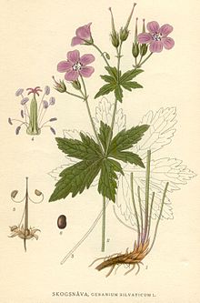 Illustration Geranium silvaticum.jpg