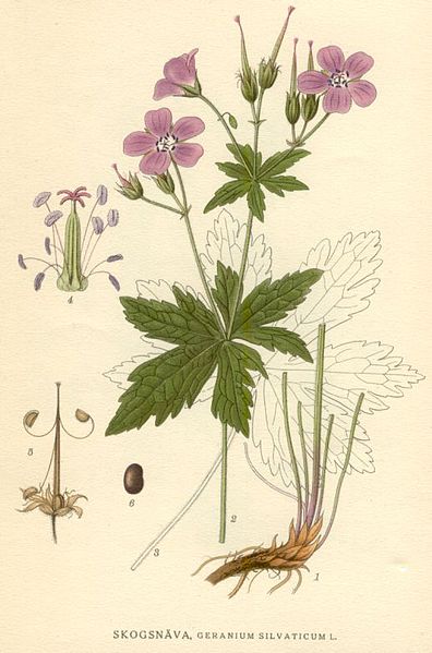 Fil:Illustration Geranium silvaticum.jpg